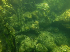 Micropterus floridanus