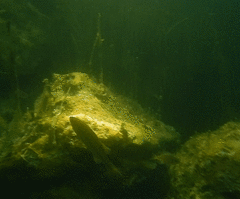 Micropterus floridanus