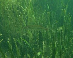 Micropterus floridanus