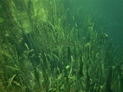 Micropterus floridanus