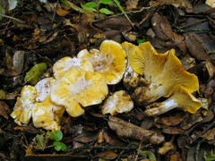 Cantharellus pallens