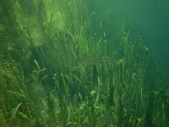 Micropterus floridanus