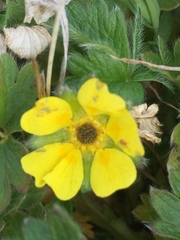 Potentilla hyparctica