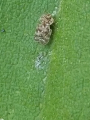 Corythucha marmorata