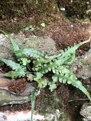 Asplenium pinnatifidum
