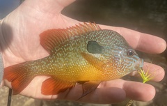 Lepomis megalotis
