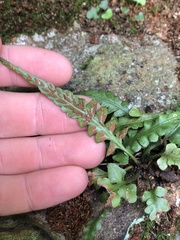 Asplenium pinnatifidum