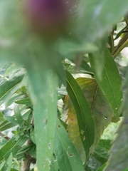 Corythucha marmorata