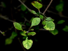 Coprosma tenuicaulis