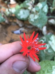 Silene rotundifolia