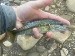 Micropterus punctulatus