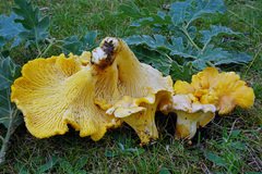 Cantharellus pallens