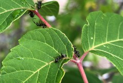 Formica fusca