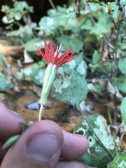 Silene rotundifolia