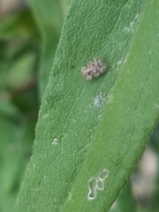 Corythucha marmorata