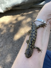 Ambystoma mavortium