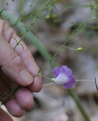 Agalinis strictifolia