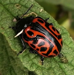 Calligrapha mexicana