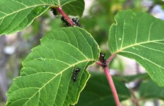Formica fusca