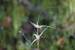 Caladenia capillata
