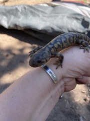 Ambystoma mavortium