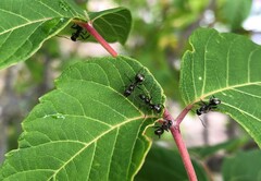 Formica fusca