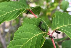 Formica fusca