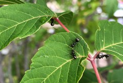 Formica fusca