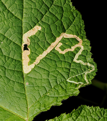 Agromyza fragariae