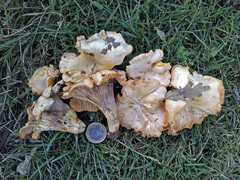 Cantharellus pallens