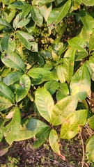 Quercus imbricaria