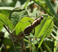 Alydus