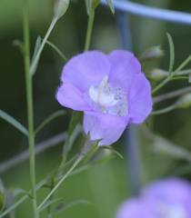 Agalinis strictifolia