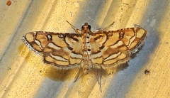 Hileithia magualis