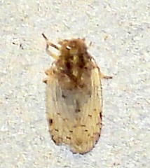 Melanoliarus placitus