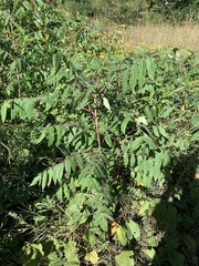 Rhus