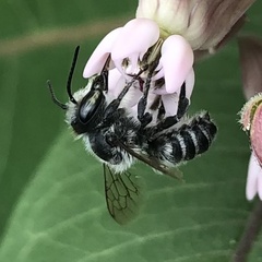 Megachile texana