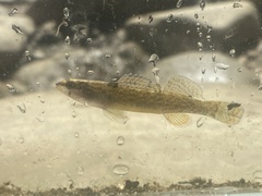 Etheostoma whipplei