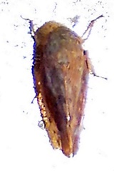 Acinopterus