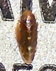 Xestocephalus
