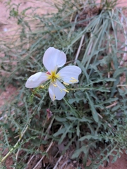 Oenothera pallida