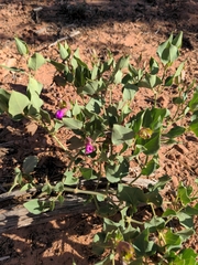 Mirabilis multiflora