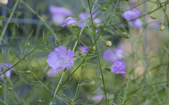 Agalinis strictifolia