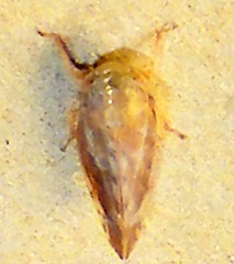 Acinopterus
