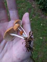 Marasmius vagus