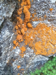 Trentepohlia aurea
