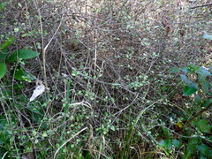 Coprosma tenuicaulis