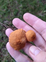 Marasmius vagus