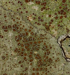 Lecanora carpinea
