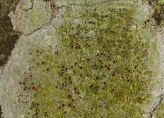 Lecanora carpinea